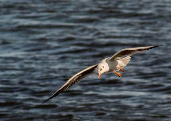 A black headed gull shot with the Pentacon 200mm f/4 lens. Picture by Ivor Rackham.