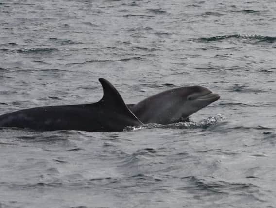 Dolphins near the mouth of the River Tweed. Picture: Amber, Anita and Lisa from Berwick Dolphin Watch (Facebook Group)