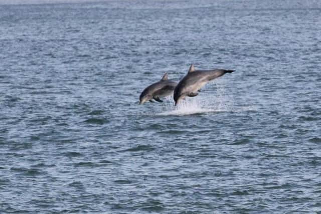 Dolphins near the mouth of the River Tweed. Picture: Amber, Anita and Lisa from Berwick Dolphin Watch (Facebook Group).