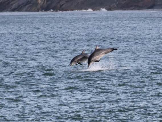 Dolphins near the mouth of the River Tweed in Berwick.  Picture by Amber, Anita and Lisa from Berwick Dolphin Watch (Facebook Group)
