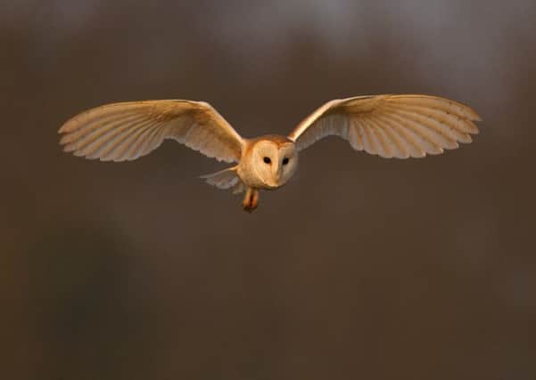 A barn owl in flight. Picture by Andy Rouse