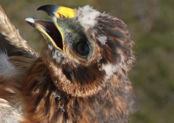 Athena, the hen harrier that has gone missing.