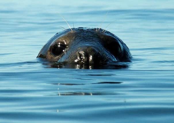 A grey seal head pops out of the water. Picture by JJD