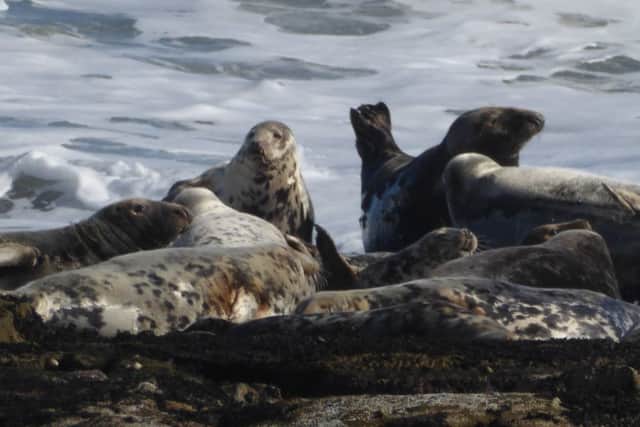 Seals on the rocks.