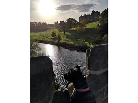 Katie Shingler took this splendid picture of her dog Penny enjoying the view of Alnwick Castle after a lovely walk. 338 Facebook likes