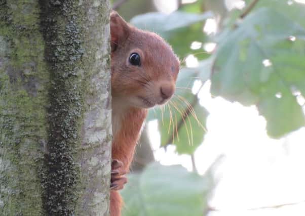 A red squirrel at Hauxley. Picture by Pamela Dewener