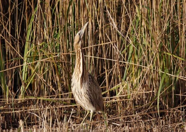 A bittern. Picture by Chris Barlow