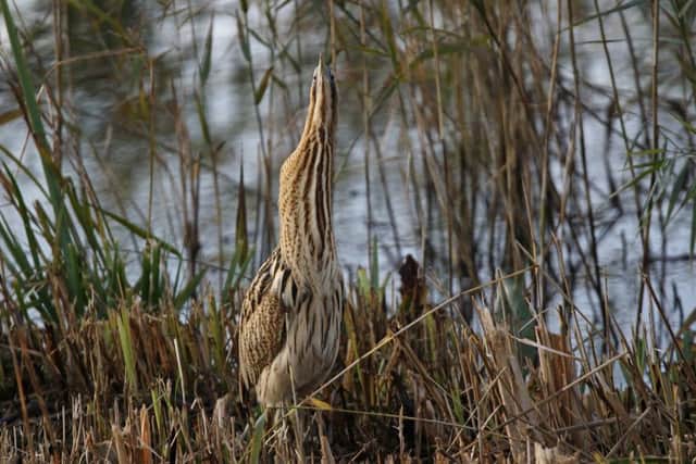 Master of disguise - a bittern. Picture by Chris Barlow