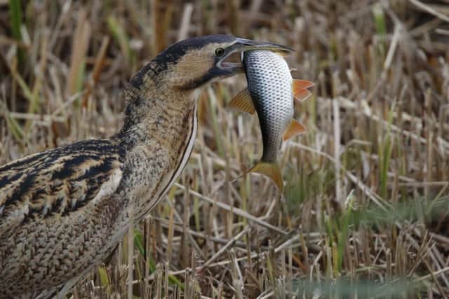 A bittern has caught lunch - a rudd. Picture by Chris Barlow