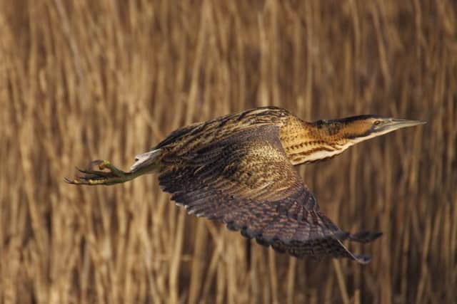 A bittern in flight. Picture by Chris Barlow