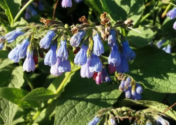 Comfrey is a good compost accelerator. Picture by Tom Pattinson.