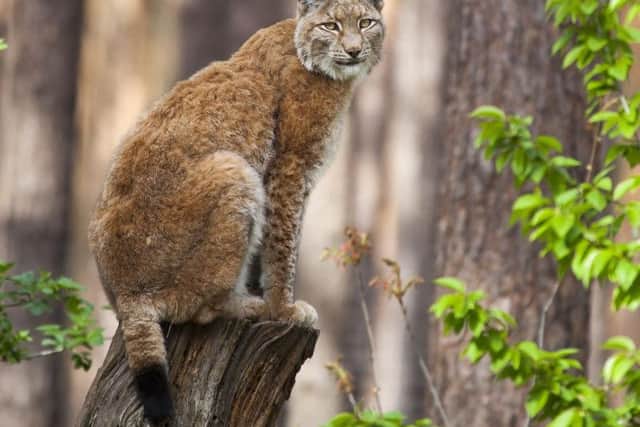 A Eurasian lynx. Picture by Erwin van Maanen