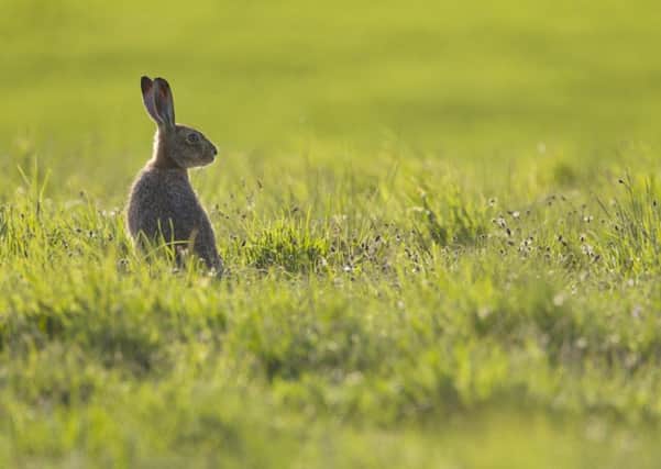 A brown hare. Picture by Mark Hamblin