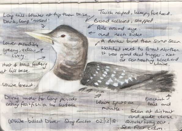 Stewart Sexton's notebook sketch of the white-billed diver at Stag Rocks, Bamburgh.
