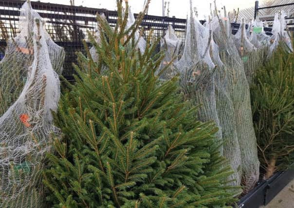 Theres no shortage of trees to choose from this Christmas, but care is needed to keep them in good health throughout the festivities. Picture by Tom Pattinson.