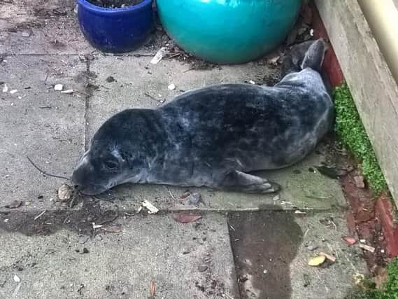 The seal pup was a surprise visitor to a house in Seaton Sluice.