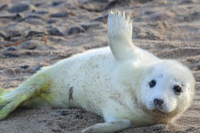 Hello there! Grey seal numbers on the Farnes have reached record numbers. Picture by Owen Humphreys/PA Images