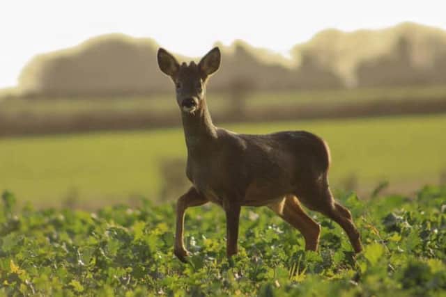 FOURTH: Lovely picture of a deer by young wildlife photographer Jack King. 82 likes