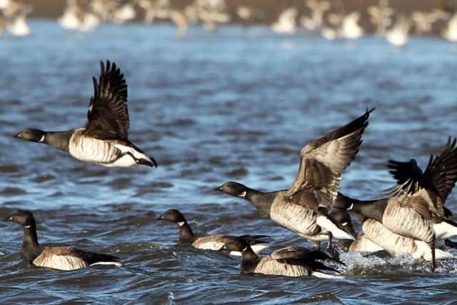 Light-bellied Brent geese. Picture by JJD
