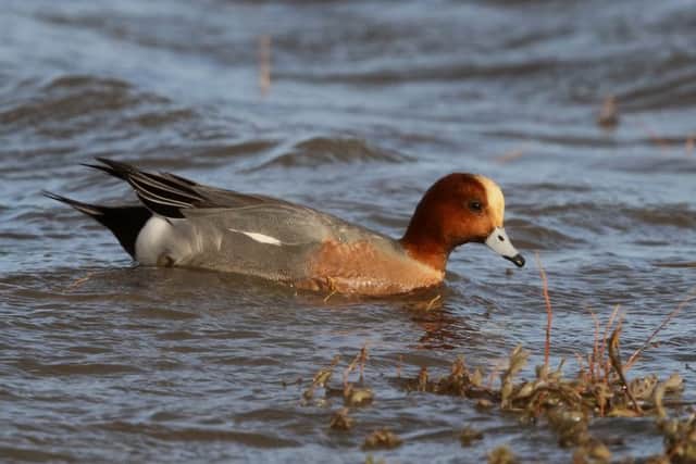 A wigeon. Picture by JJD