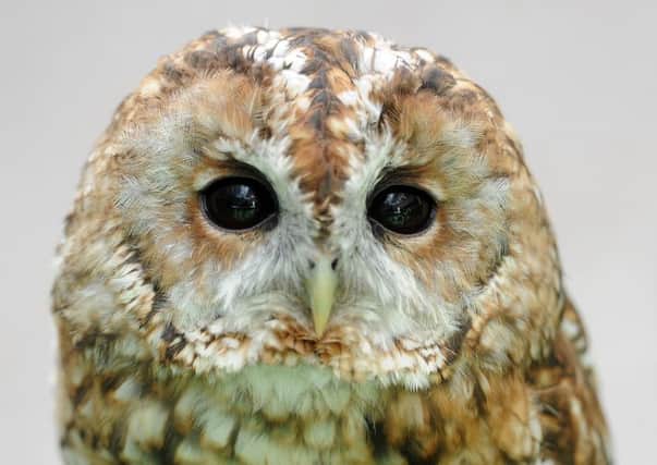 A tawny owl.