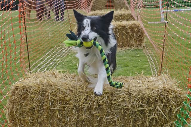 The North East Dog Festival at Kirkley Hall
Picture by Jane Coltman