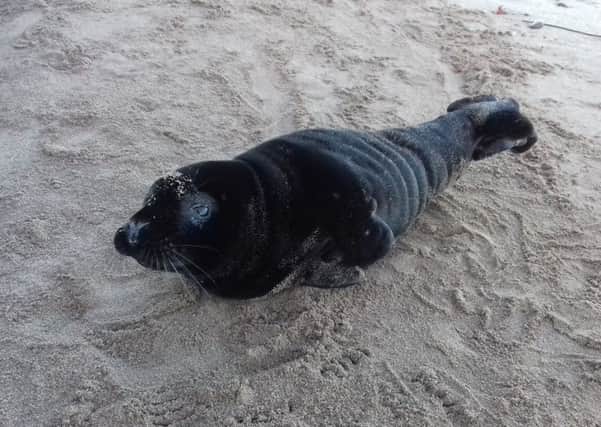 The Scottish SPCA rescued a rare black seal from Eyemouth beach.