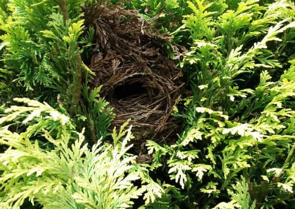 The wrens nest and roosting site is set at eye-level, but is beautifully camouflaged in the conifers. Picture by Tom Pattinson.