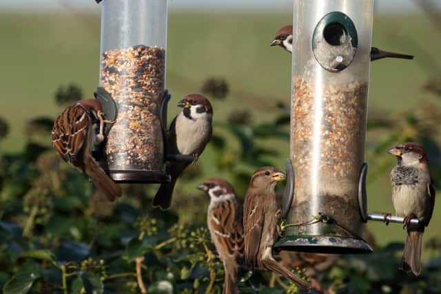 Tree and house sparrows on seed feeders.