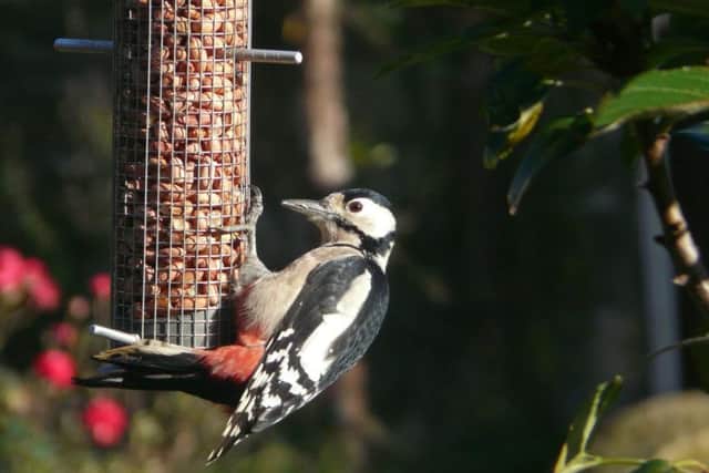 Great spotted woodpecker on peanuts.