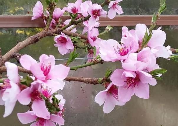 The delightful, large, pink peach blossom. Picture by Tom Pattinson.