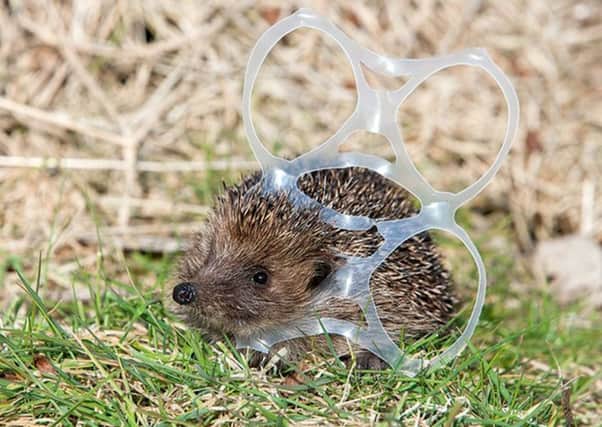 Hedgehog in can plastic