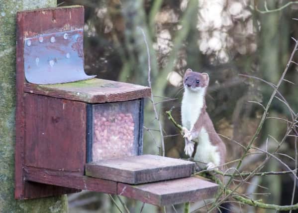 The stoat at Hauxley Nature Reserve. Picture by Tim Mason