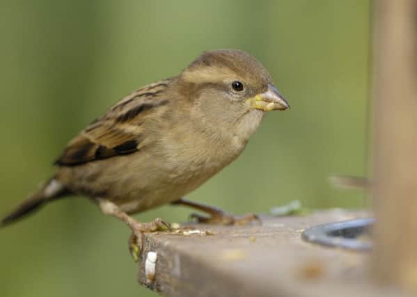 The house sparrow came out on top in last year's RSPB Big Garden Birdwatch. Picture by Ray Kennedy/RSPB