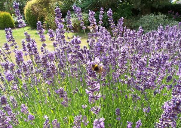 Lavender plants, which are a favourite with bees, can age quickly without annual pruning. Picture by Tom Pattinson.