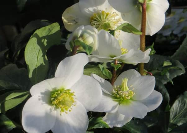 Helleborus niger (Christmas rose) is blooming now. Picture by Tom Pattinson.