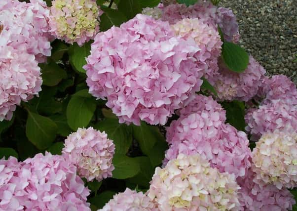 Leave the spent hydrangea blooms in place to protect the lower embryo flower buds. Picture by Tom Pattinson.