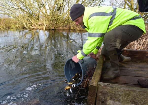 The Environment Agencys Morton Heddell-Crowe releases fish into Dissington Pond.