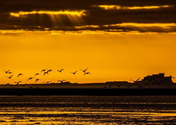 Geese over Lindisfarne.