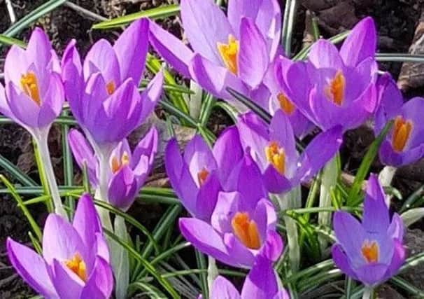Crocuses can be early performers, while spring varieties are anticipated in mid-March. Picture by Tom Pattinson.