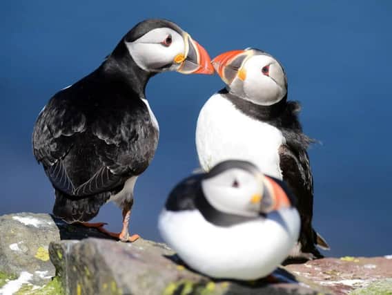 Puffins on the Farne Islands.