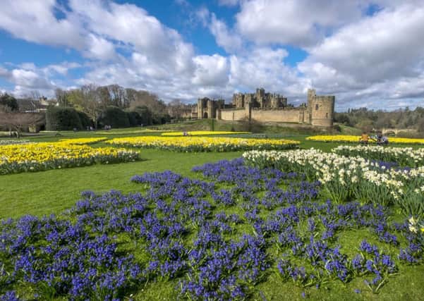 Spring flowers beside Alnwick Castle pictured by Jane Coltman