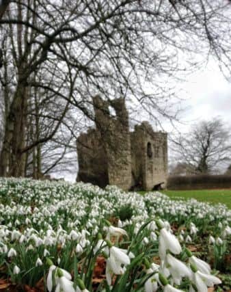 JOINT FIRST: Spring was in the air at Etal when Darren Chapman took this lovely picture of snowdrops. 137 Facebook likes