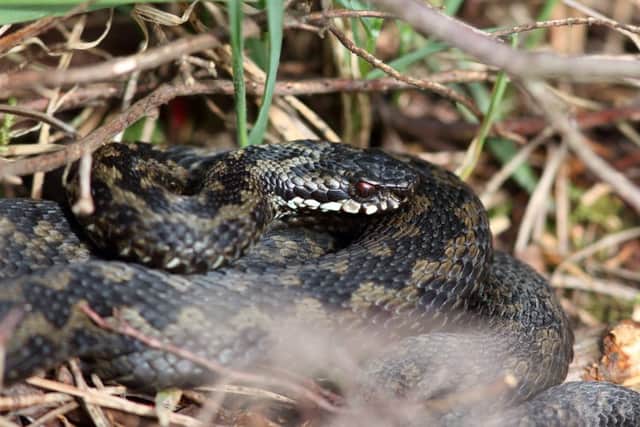 An adder basking in the sun. Picture by Stewart Sexton