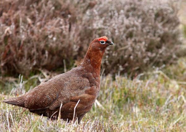 A red grouse on Alnwick Moor. Picture by Stewart Sexton