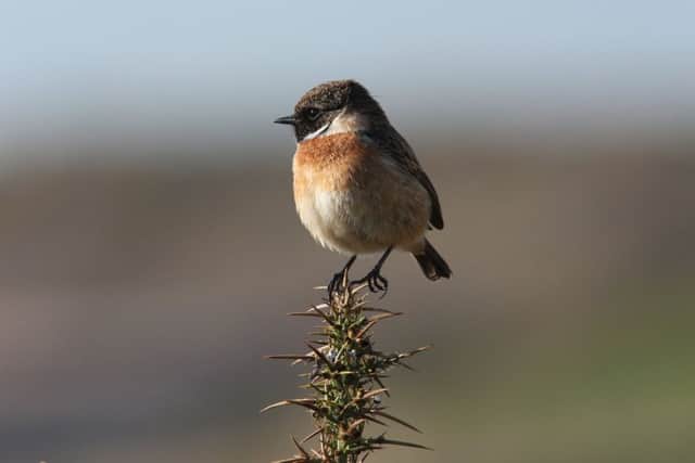 A stonechat sentinel perched on top of a gorse bush. Picture by Stewart Sexton