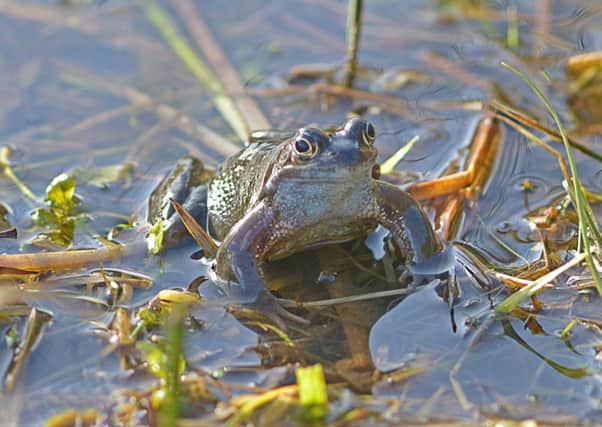 A common frog. Picture by Steven Morris