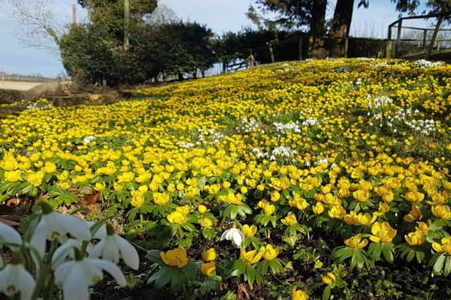 Winter aconites and snowdrops at Denwick Church. Picture by Stewart Sexton