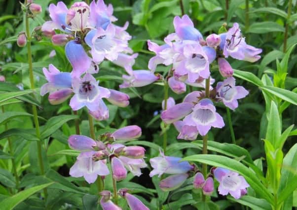 Penstemon is a favourite plant with bees. Picture by Tom Pattinson.