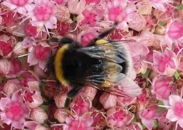 A bee takes advantage of the sedum. Picture by Tom Pattinson.